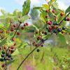 Bourdaine - Frangula- Bio Le Bourgeon