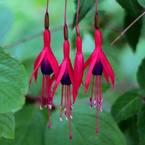 Fuchsia de Magellan 'Riccartonii' - Fuchsia