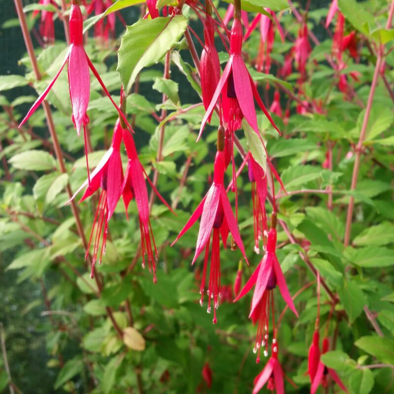 Fuchsia de Magellan - Fuchsia