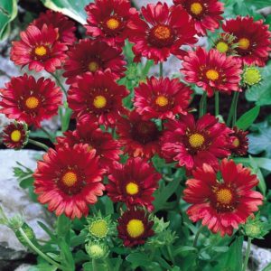 Gaillarde rouge