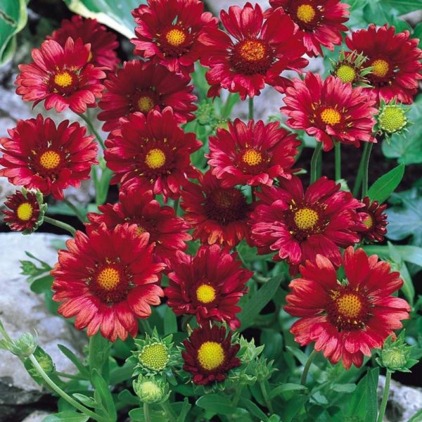 Gaillarde rouge