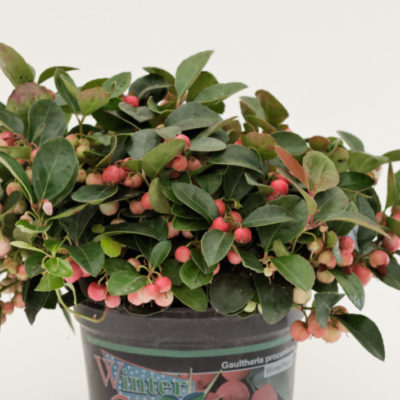 Gaultheria procumbens lot de 3 pièces