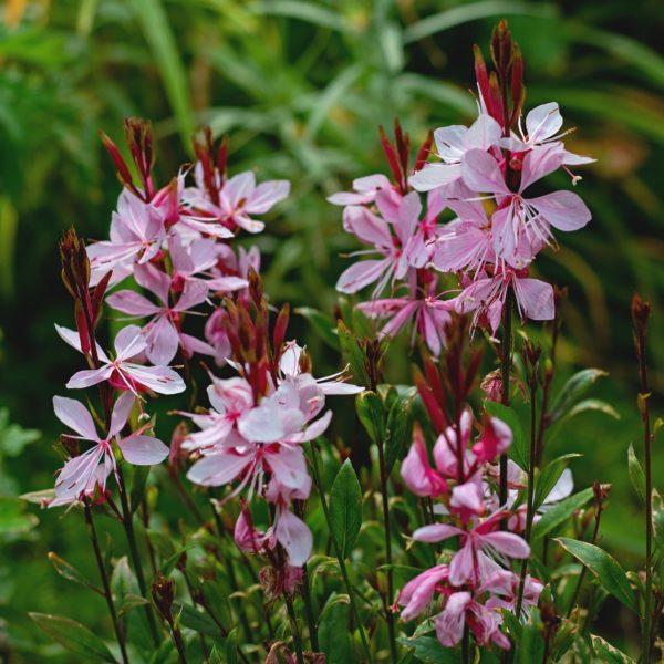 Gaura de Lindheimer rose - Gaura