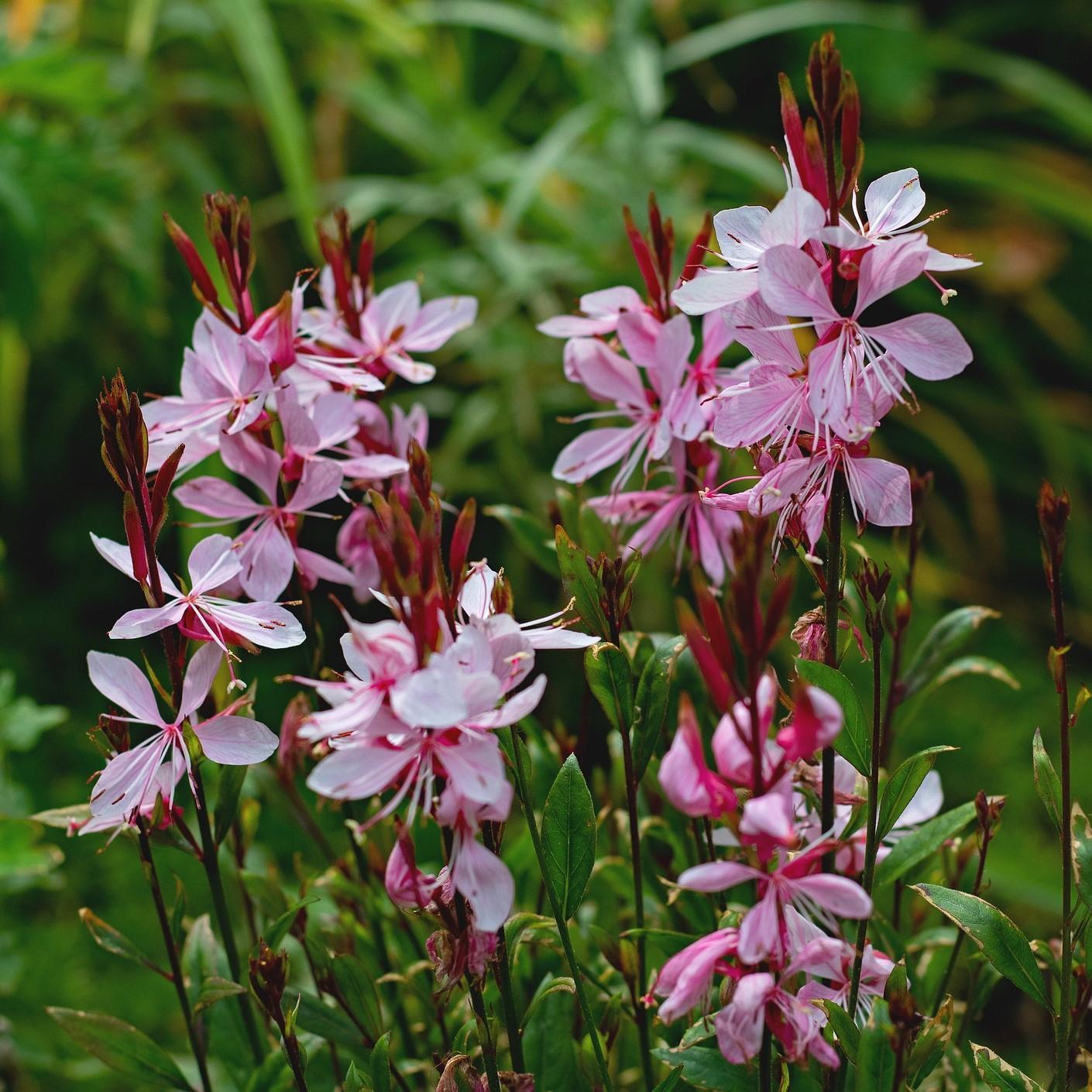 Gaura De Lindheimer Freefolk Gaura Ou Gaura Lindheimeri Fiche 