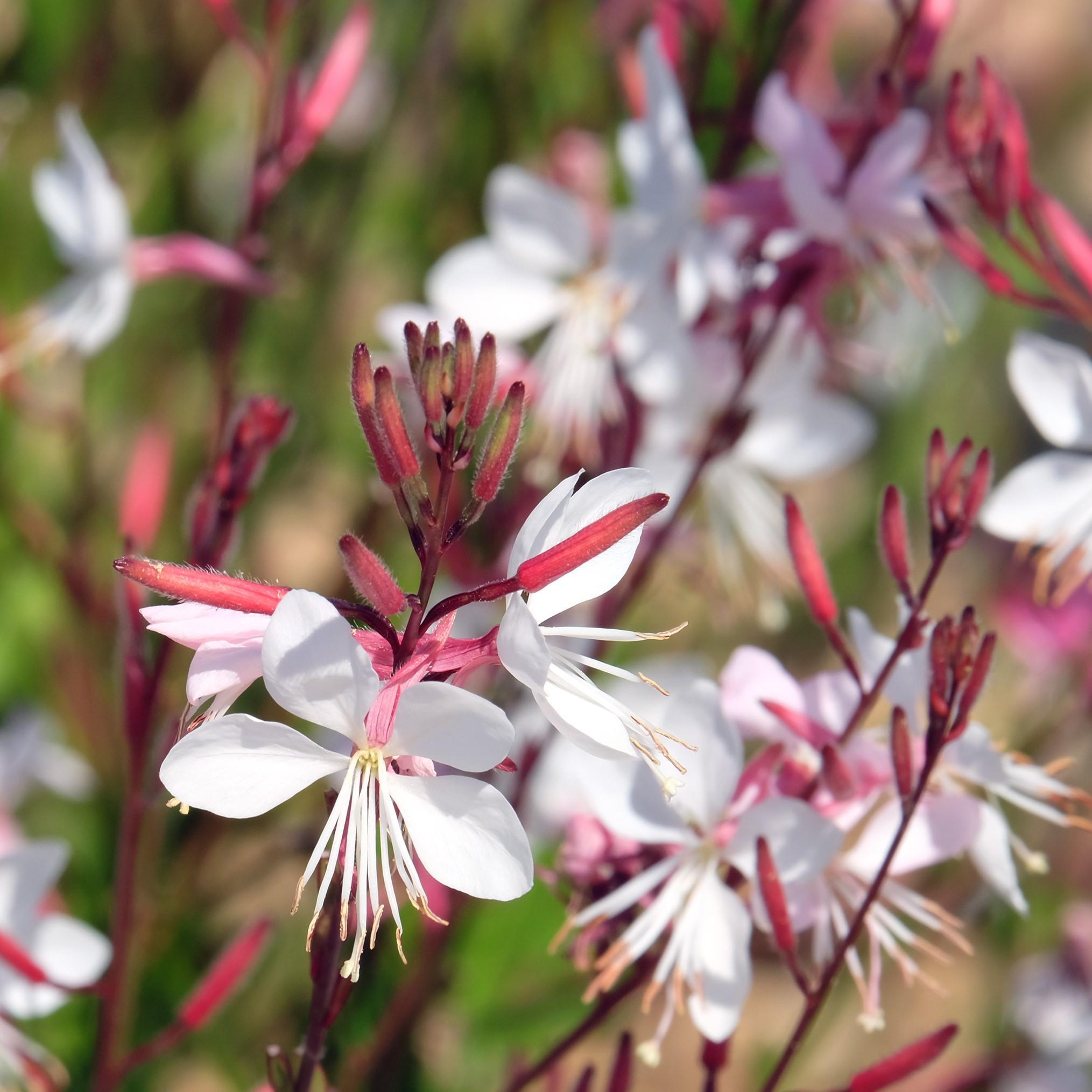 Gaura Lindheimeri Vivace Gaura Lindheimeri Blanc SSMSR