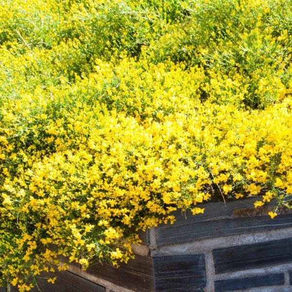 Genêt de Lydie - Genista – Image 2