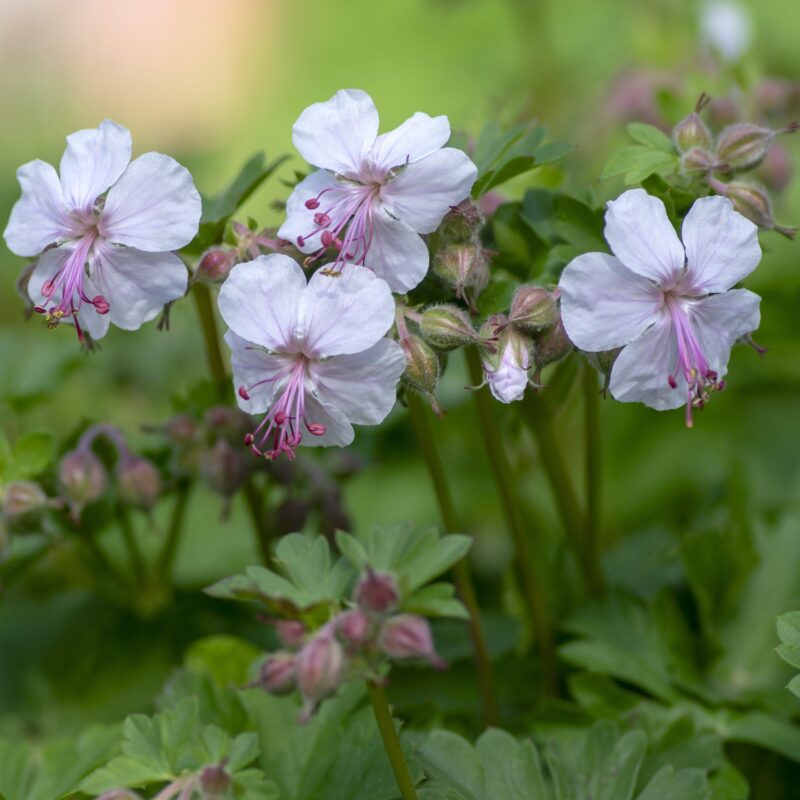 Géranium vivace 'Biokovo' - Geranium