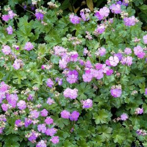 Géranium vivace 'Karmina' - Geranium