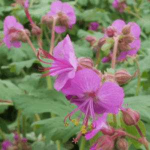 Géranium vivace rhizomateux rose - Geranium