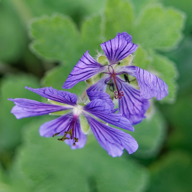 Géranium à feuille de crêpe 'Philippe Vapelle' - Geranium