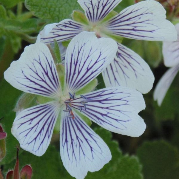 Géranium à feuille de crèpe - Geranium