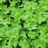 Géranium à feuille de crêpe 'Philippe Vapelle' - Geranium – Image 2