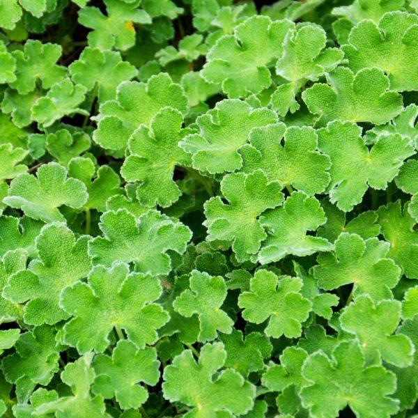 Géranium à feuille de crêpe 'Philippe Vapelle' - Geranium – Image 2