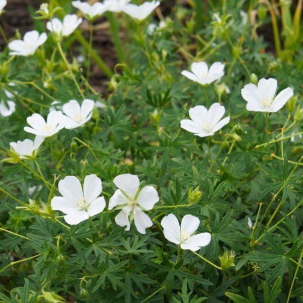 Géranium sanguin blanc - Geranium