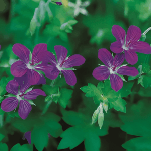 Géranium de Sibérie - Geranium