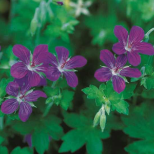 Géranium de Sibérie - Geranium