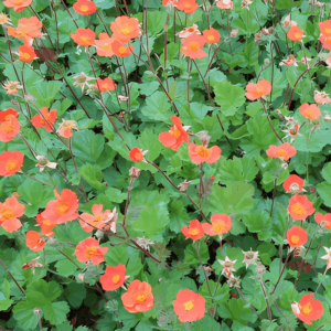 Benoîte 'Koi' - Geum