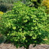 Arbre aux quarante écus nain 'Mariken'- Ginkgo – Image 2