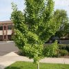 Arbre aux quarante écus - Ginkgo- Production BIO – Image 2