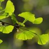 Arbre aux quarante écus - Ginkgo- Production BIO