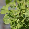 Arbre aux quarante écus nain 'Mariken'- Ginkgo
