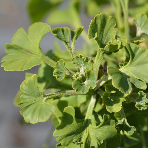 Arbre aux quarante écus nain 'Mariken'- Ginkgo