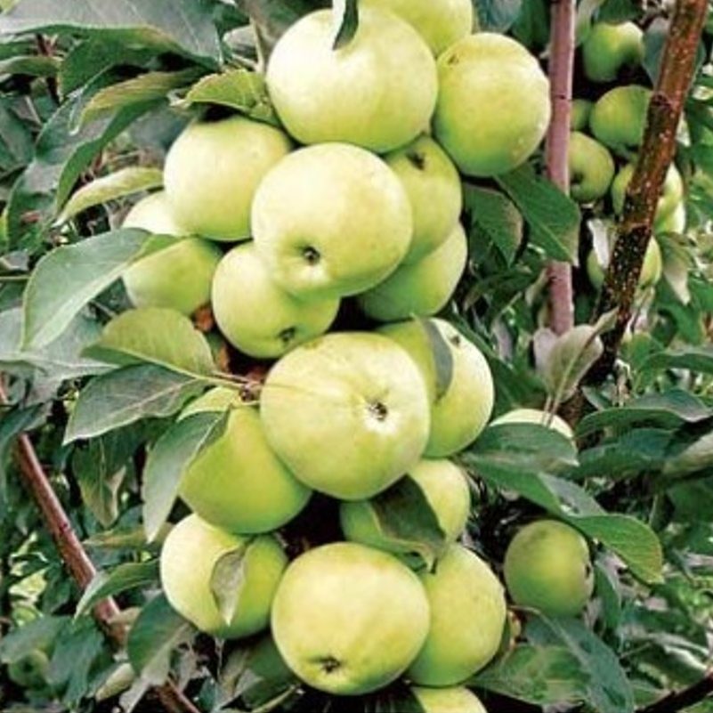 Pommier colonnaire 'Goldlane' - Malus
