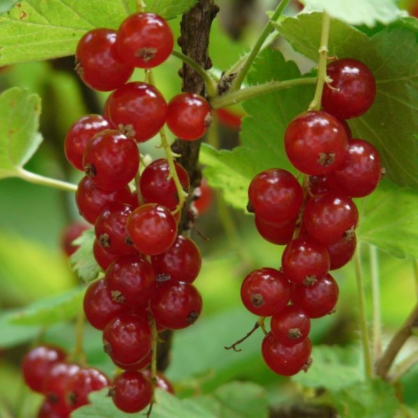 Groseillier à grappes 'Rovada' - Ribes