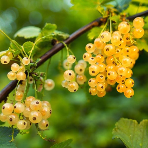 Groseiller à grappes 'Blanc de Versailles' - Ribes