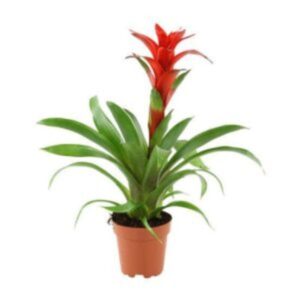 Guzmania Rouge