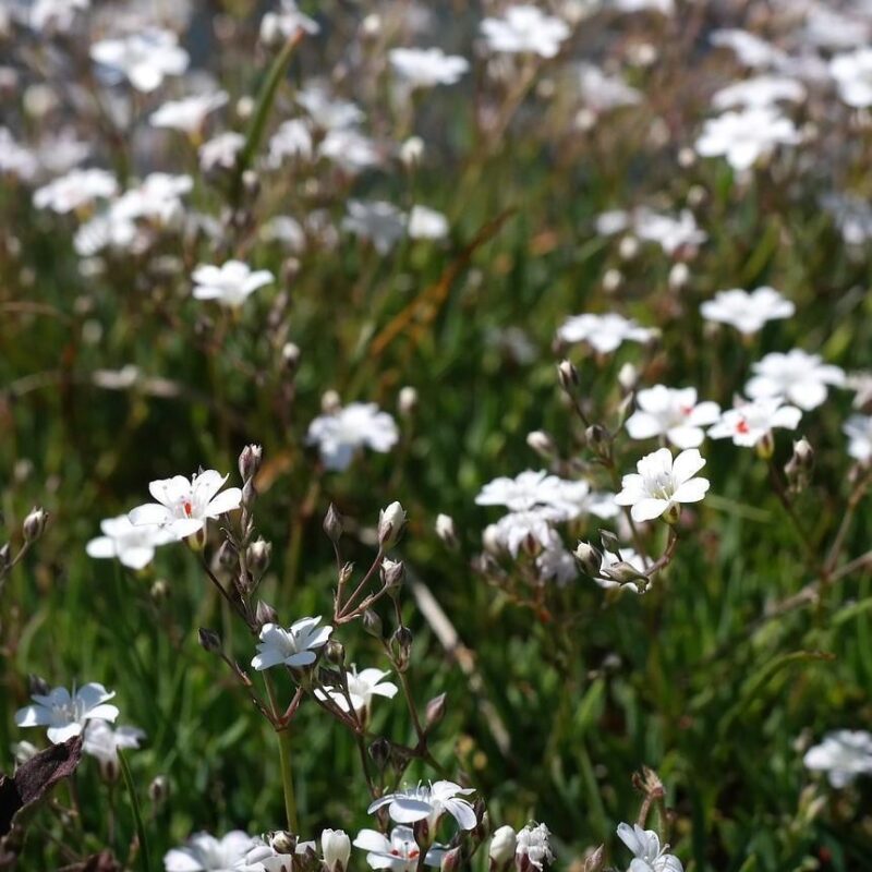 Gypsophile rampant 'Alba' - Gypsophila
