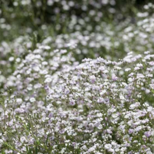 Gypsophile paniculé - Gypsophila