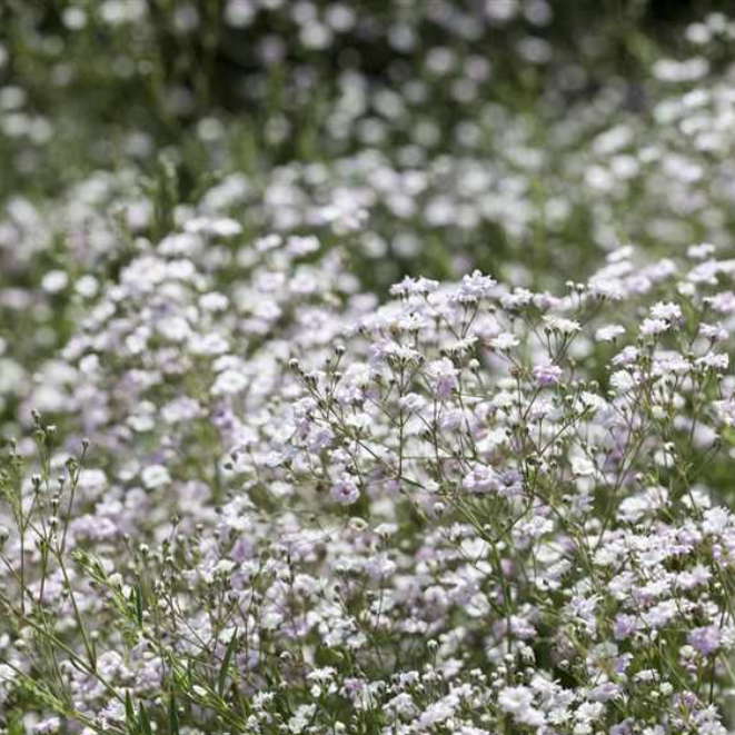 Gypsophile paniculé - Gypsophila - Gardencenter.ch