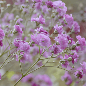 Gypsophile paniculé 'Pink Festival' - Gypsophila