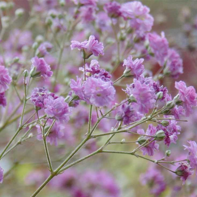 Gypsophile paniculé 'Pink Festival' - Gypsophila - Gardencenter.ch