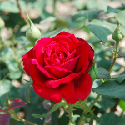 Rosier Henry Dunant