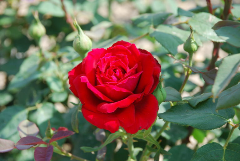Rosier Henry Dunant