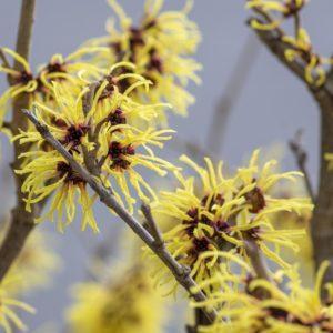 Hamamélis 'Arnold Promise' - Hamamelis