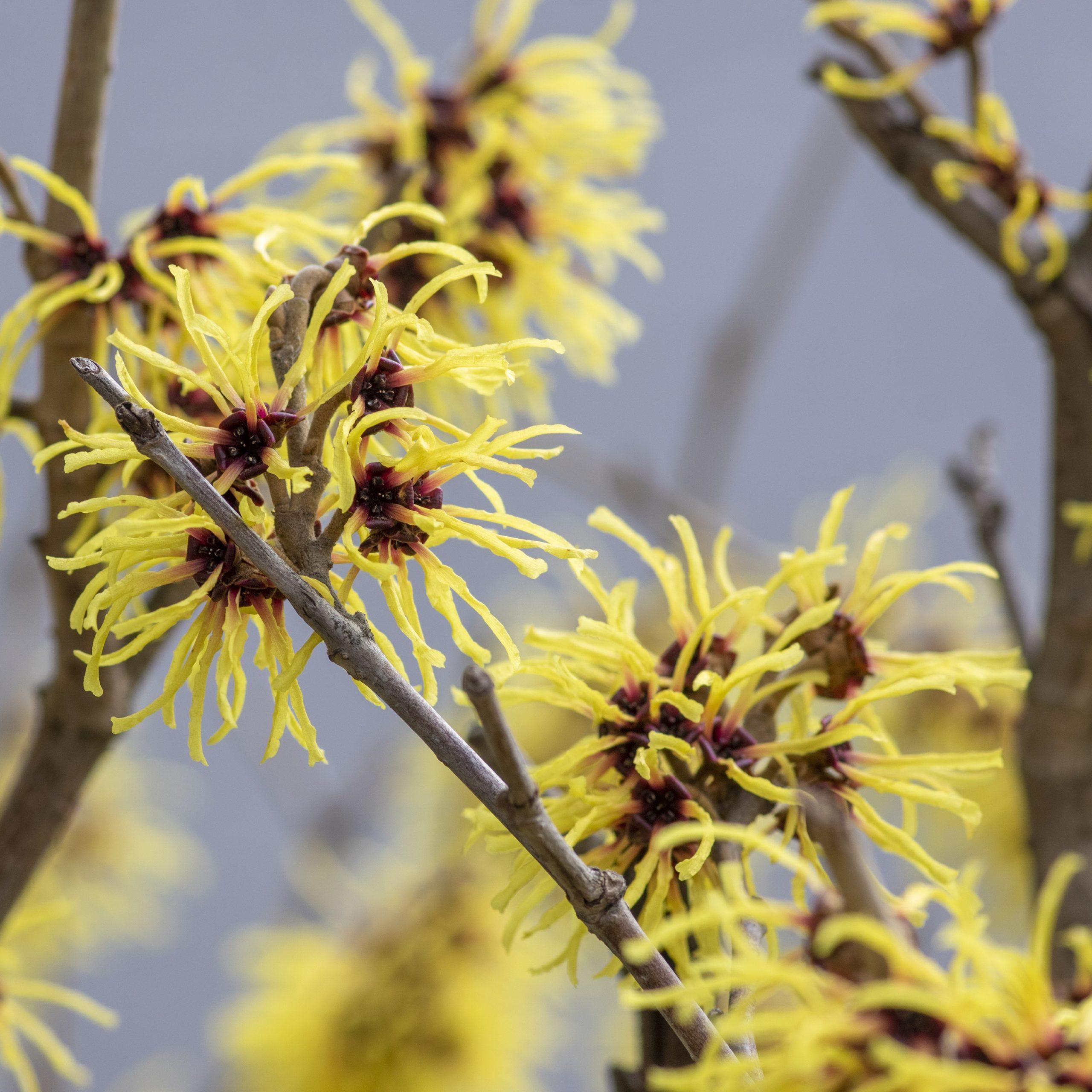 Hamamélis 'Arnold Promise' - Hamamelis 