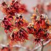 Hamamélis 'Diane' - Hamamelis