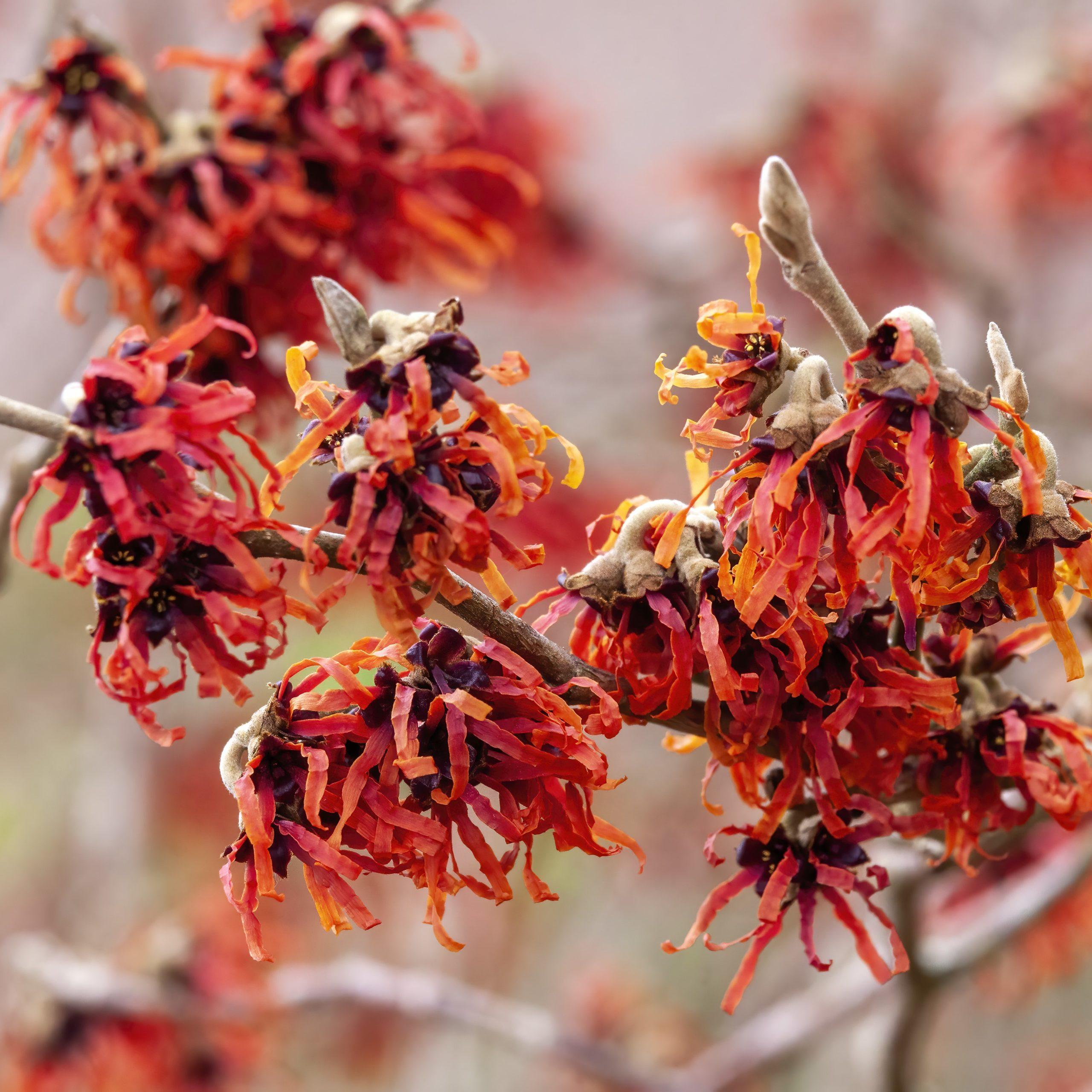 Hamamélis 'Diane' - Hamamelis 