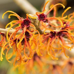 Hamamélis 'Jelena' - Hamamelis
