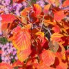 Hamamélis 'Diane' - Hamamelis – Image 2