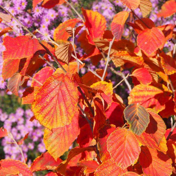 Hamamélis 'Arnold Promise' - Hamamelis – Image 2