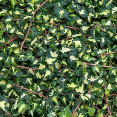 Lierre 'Goldheart'