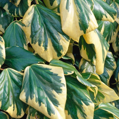 Lierre de Colchide 'Dentata Variegata'