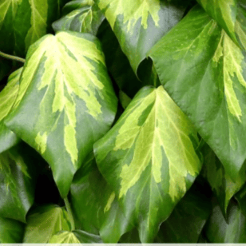 Lierre de Colchide 'Sulphur Heart' - Hedera