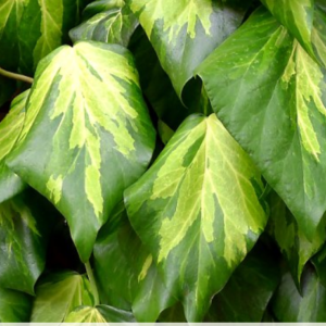 Lierre de Colchide 'Sulphur Heart' - Hedera