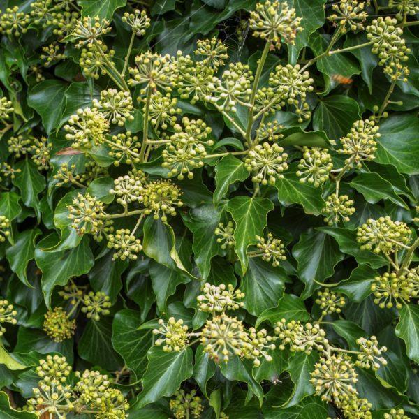 Lierre commun 'Arborescens' - Hedera