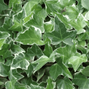 Lierre panaché 'Glacier' - Hedera